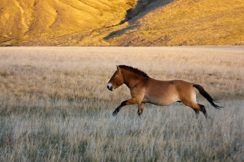 Takhi Running